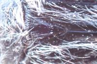 Tropinota squalida