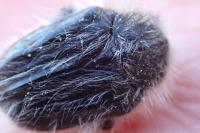 Tropinota squalida