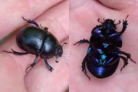 Anoplotrupes stercorosus