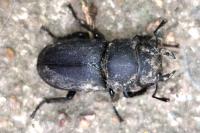 Dorcus parallelipipedus