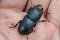 Dorcus parallelipipedus