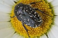 Oxythyrea funesta