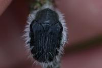 Tropinota squalida