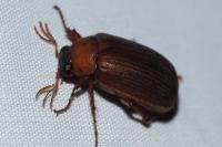 Serica brunnea