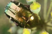 Cetonia aurata