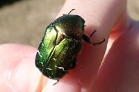 Cetonia aurata