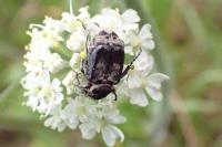 Valgus hemipterus