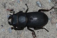 Dorcus parallelipipedus