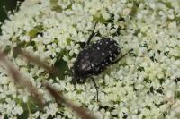 Oxythyrea funesta