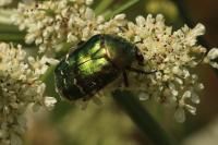 Cetonia aurata