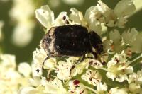 Valgus hemipterus