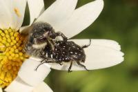 Oxythyrea funesta