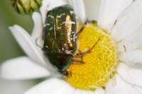 Cetonia aurata