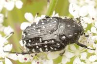 Oxythyrea funesta
