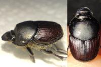 Onthophagus taurus