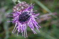 Oxythyrea funesta