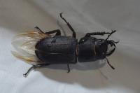 Dorcus parallelipipedus
