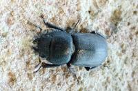 Dorcus parallelipipedus