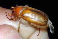 Amphimallon majale