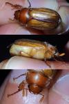 Amphimallon majale