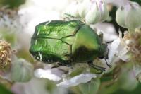 Cetonia aurata
