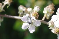 Oxythyrea funesta