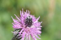 Oxythyrea funesta