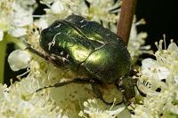 Cetonia aurata