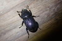 Dorcus parallelipipedus