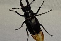 Lucanus cervus