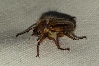 Amphimallon solstitiale