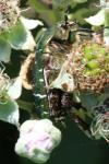 Cetonia aurata