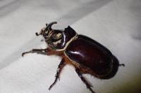 Oryctes nasicornis