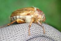Amphimallon solstitiale