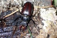 Lucanus cervus