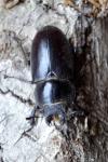 Lucanus cervus