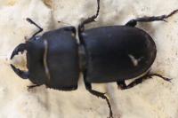 Dorcus parallelipipedus