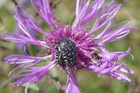 Oxythyrea funesta