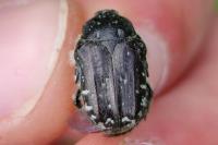 Oxythyrea funesta