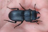 Dorcus parallelipipedus