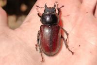 Lucanus cervus
