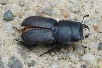 Dorcus parallelipipedus