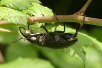 Lucanus cervus