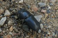 Dorcus parallelipipedus