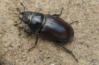 Lucanus cervus