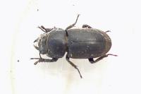 Dorcus parallelipipedus