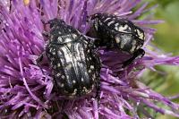 Oxythyrea funesta