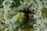 Cetonia aurata