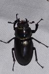 Lucanus cervus