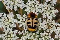 Trichius gallicus
